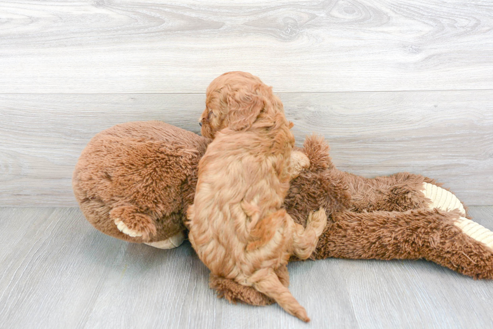 Cavapoo Pup Being Cute