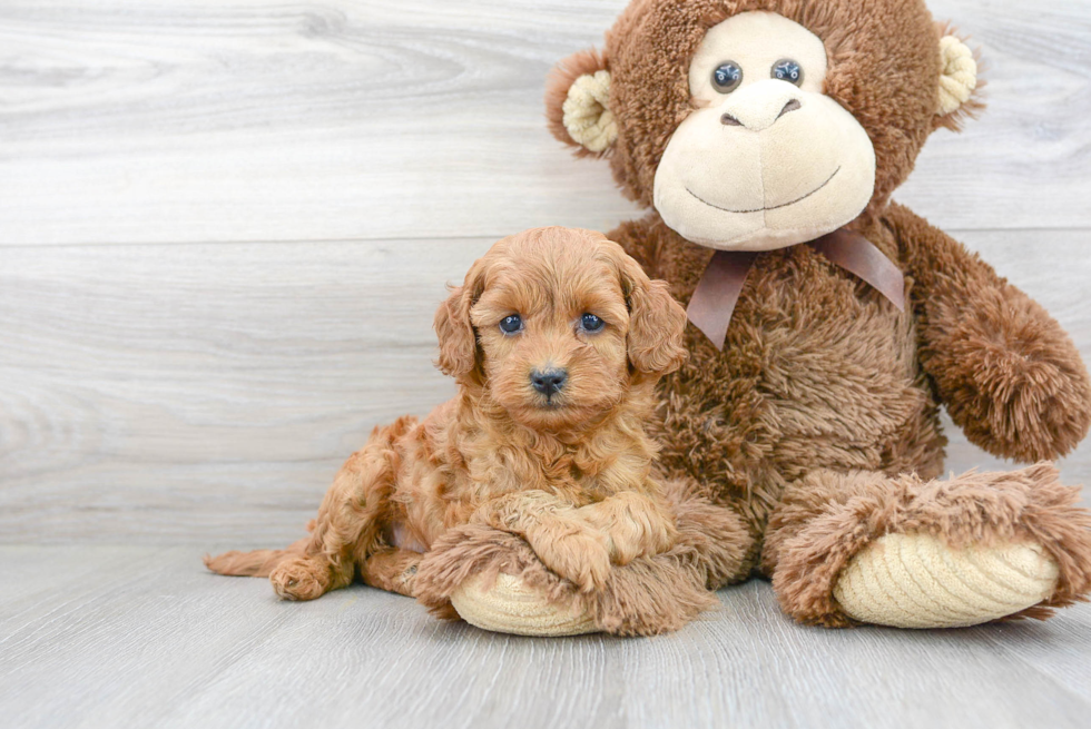 Popular Cavapoo Poodle Mix Pup