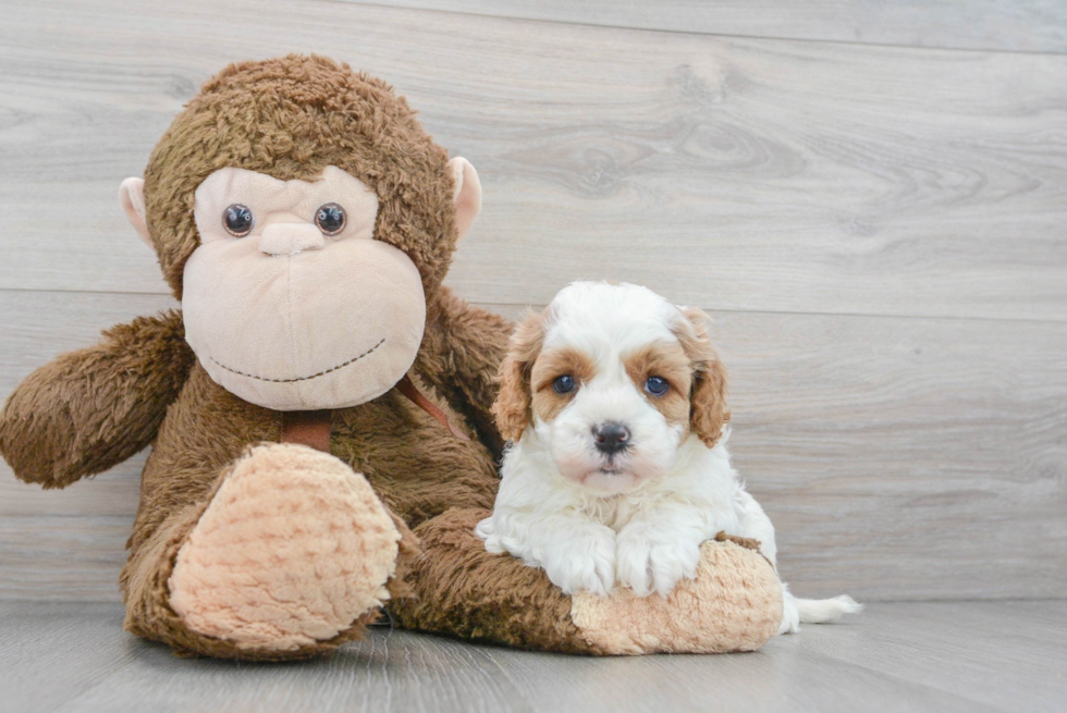 Popular Cavapoo Poodle Mix Pup