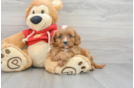 Cute Cavapoo Baby