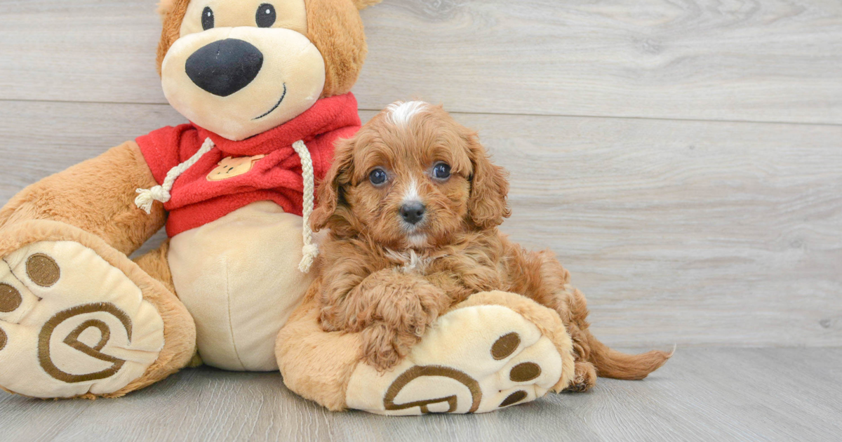 Smart Cavapoo Winston: 4lb 7oz Doodle Puppy