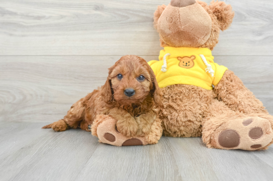 Cavapoo Puppy for Adoption