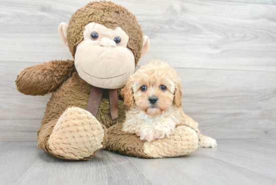 Friendly Cavapoo Baby