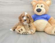 7 week old Cavapoo Puppy For Sale - Premier Pups