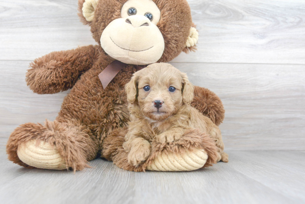 Fluffy Cavapoo Poodle Mix Pup