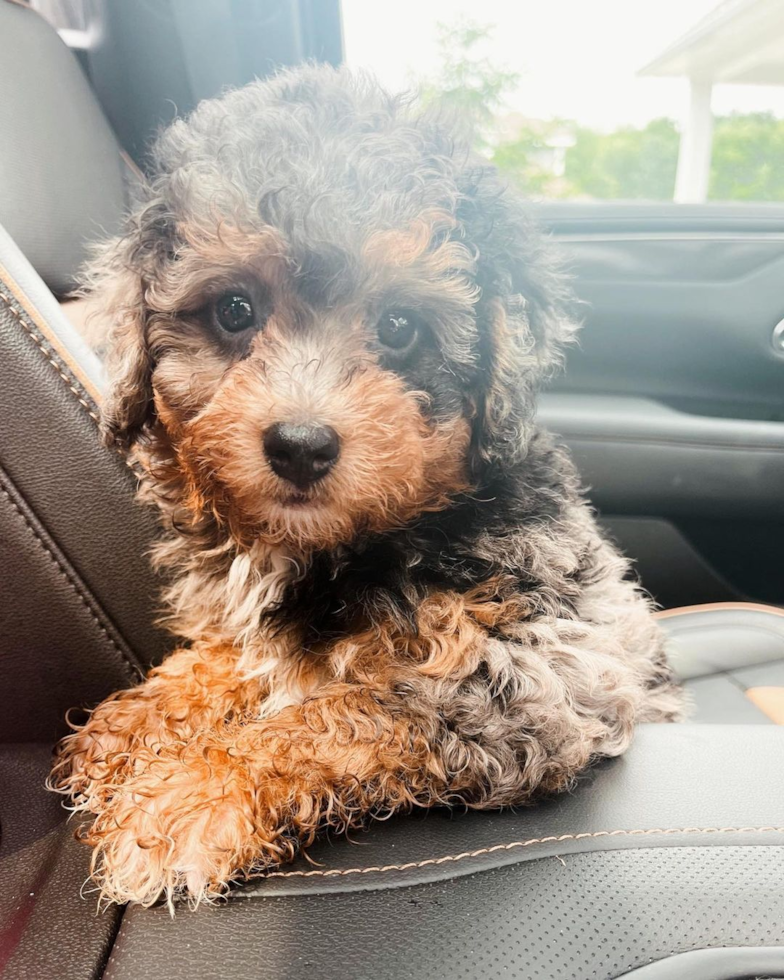 small f1b mini bernedoodle sitting in a car - mini bernedoodle multigen