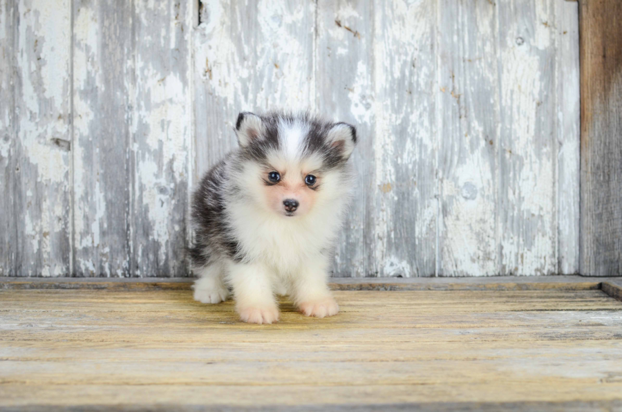mini pomsky puppies for sale mini pomsky puppy mini pomsky puppies for sale mini pomsky puppy