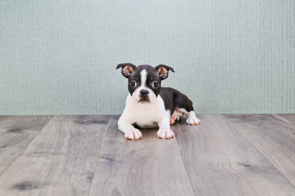 Akc Registered Boston Terrier Baby