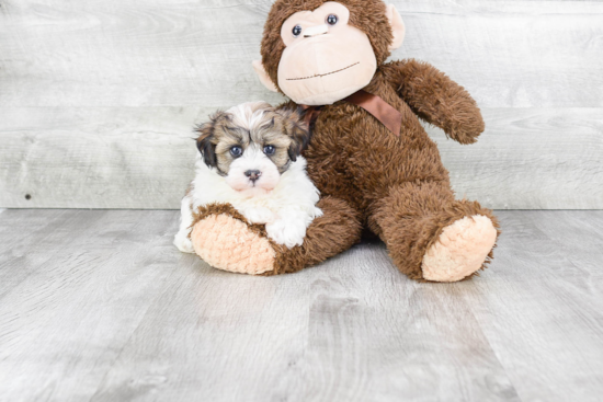 Havanese Puppy for Adoption