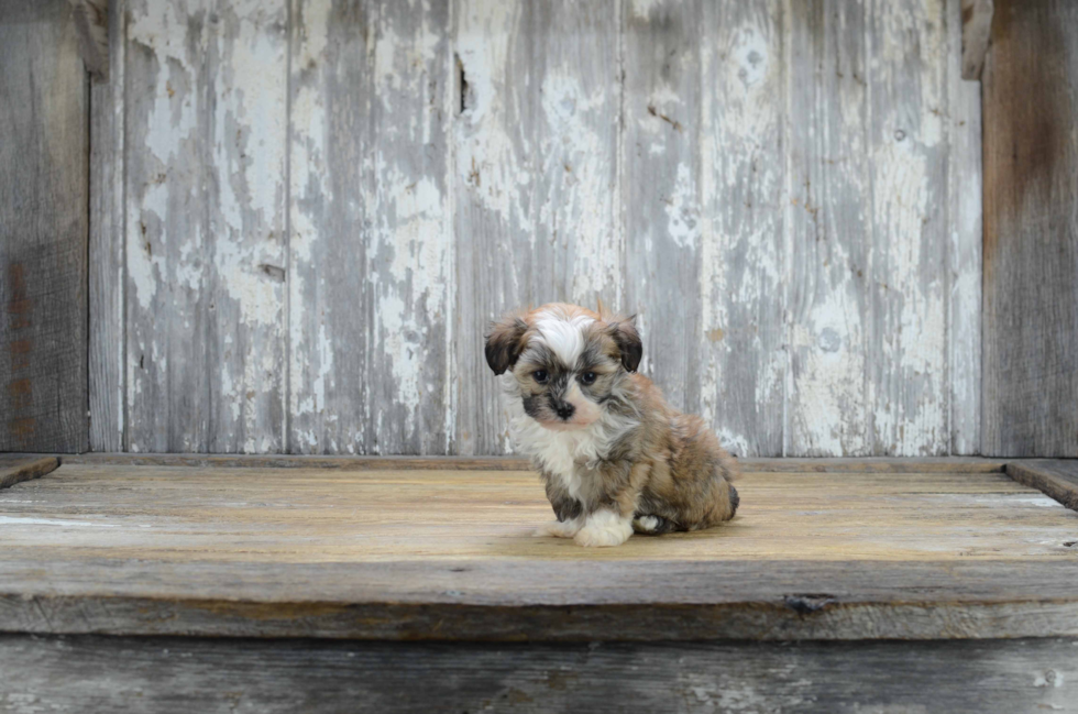 Havanese Pup Being Cute