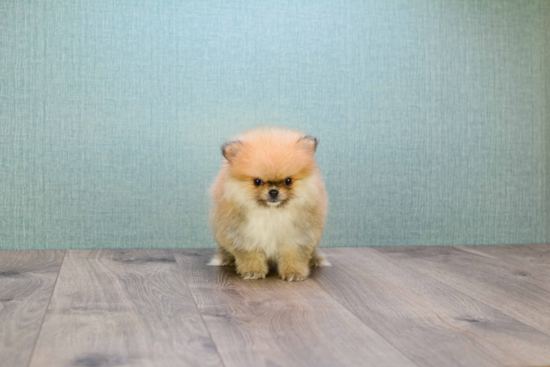 Energetic Pomeranian Purebred Puppy