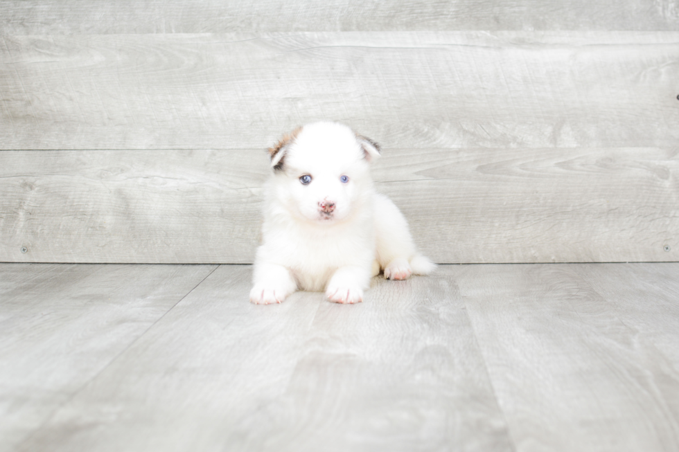 Meet Jay - our Pomsky Puppy Photo 2/4 - Premier Pups