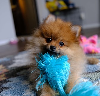 fluffy Pomeranian with orange coat