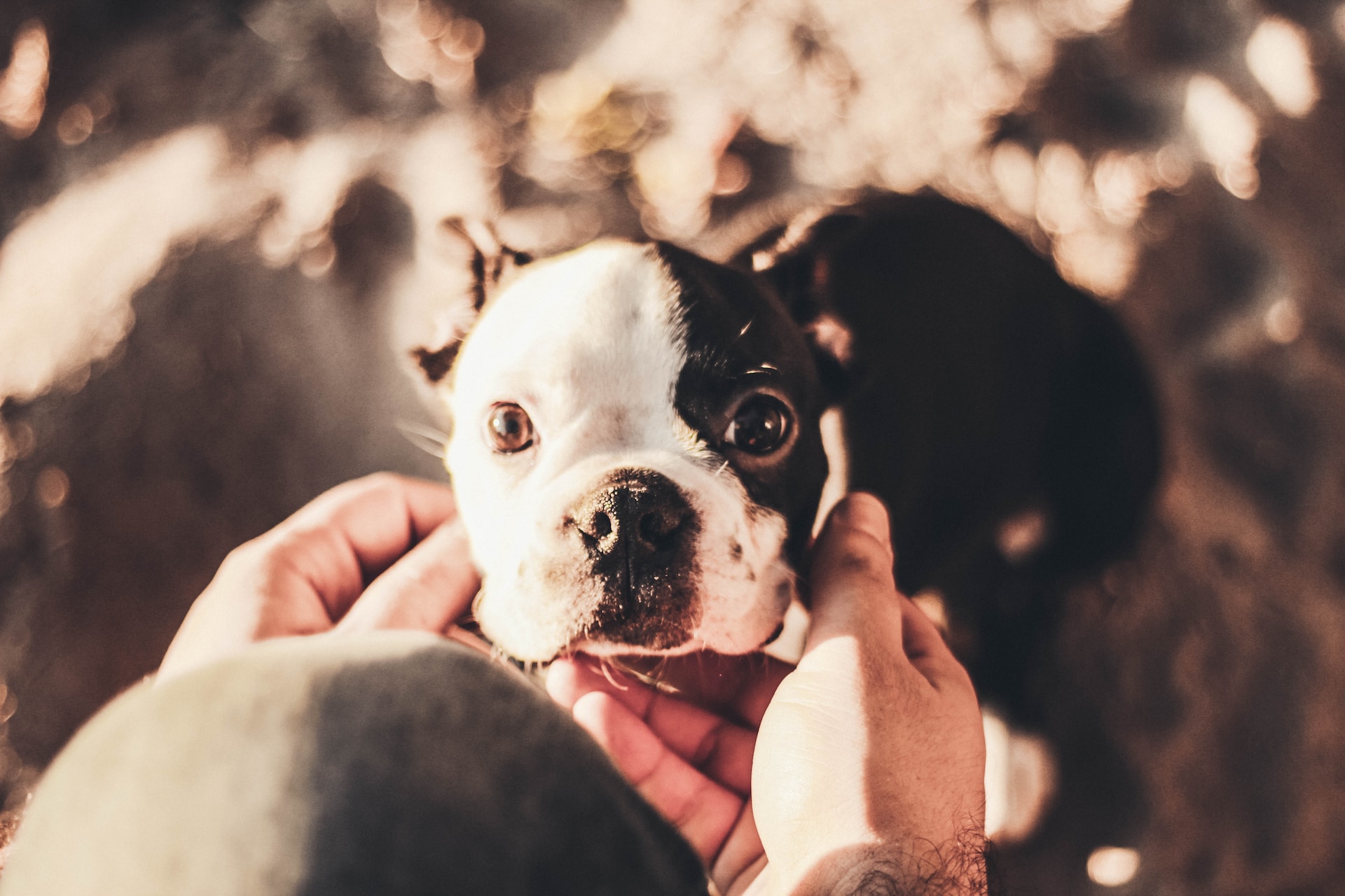 person holding black and white short-coated puppy