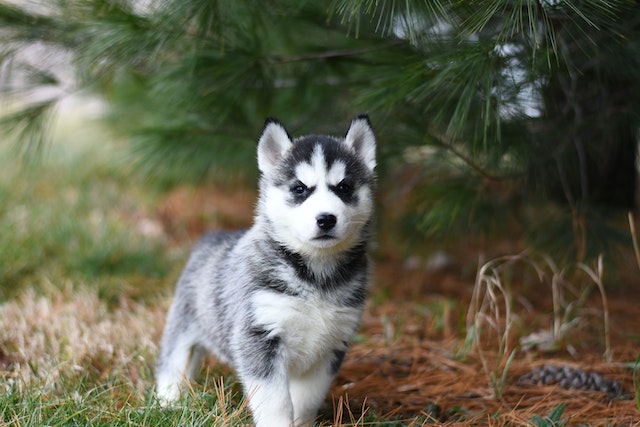 Pomsky dog posing in the woods