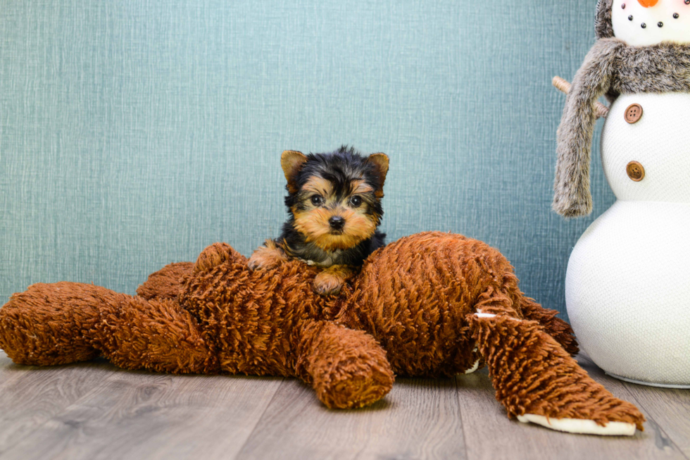 Meet Micro-Teacup-Trigger - our Yorkshire Terrier Puppy Photo 