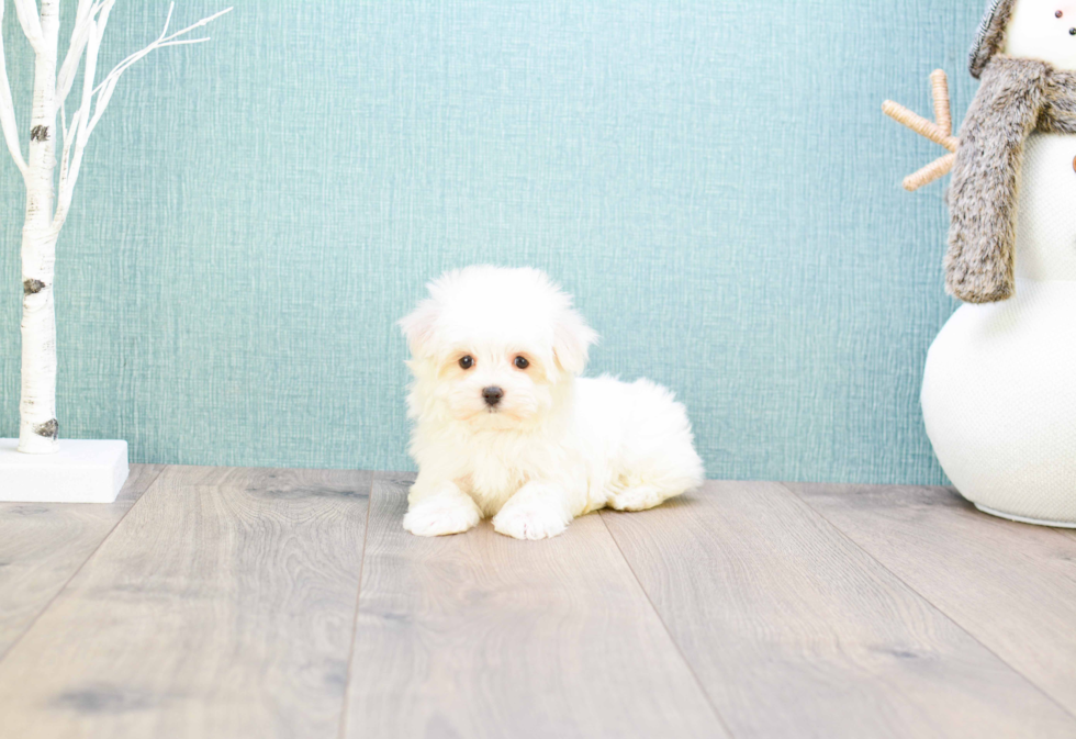 Meet Teacup-Madison - our Maltese Puppy Photo 