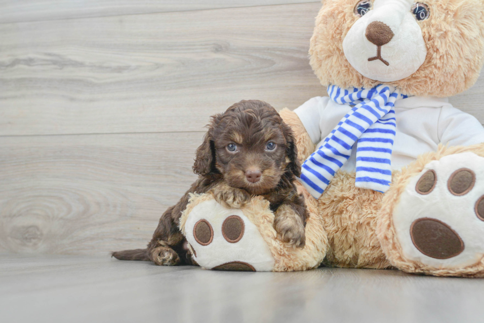 brown and tan cockapoo puppy sitting next to a teddy bear