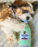 Shih Tzu Pictures, Size, Temperament +More | Premier Pups Shih Tzu Being Cute