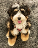Puppy For Sale Premier Pups Popular Mini Bernedoodle Pup