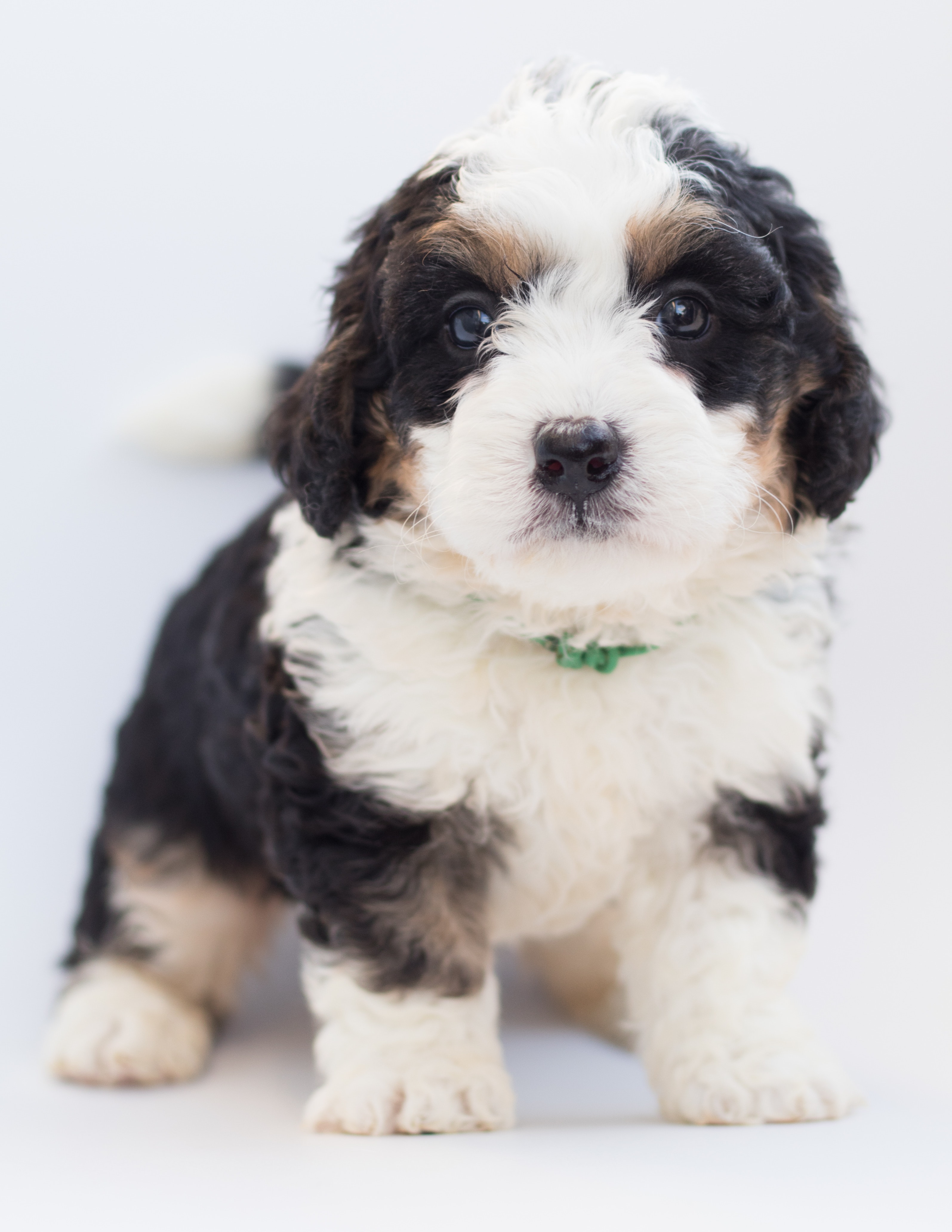 tricolor mini bernedoodle puppy