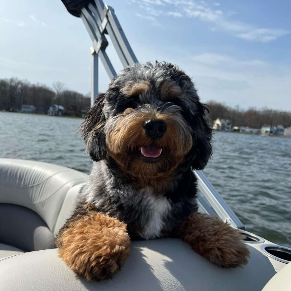 tricolor mini bernedoodle with curly hair - f1b mini bernedoodle on a boat
