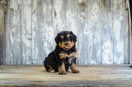 Mini Bernedoodle Puppy for Adoption