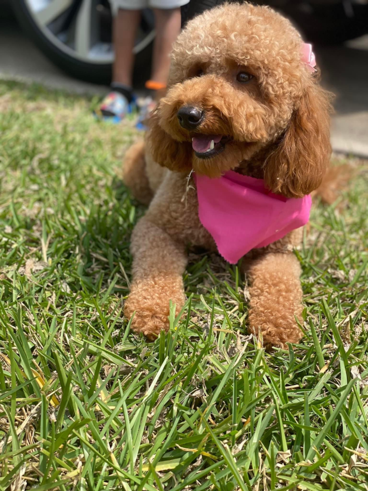 apricot mini goldendoodle with curly hair sitting on grass looking happy