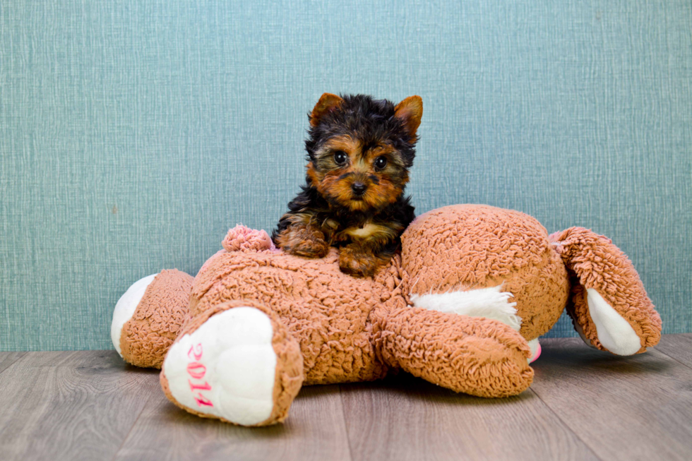 Meet Sloane - our Yorkshire Terrier Puppy Photo 