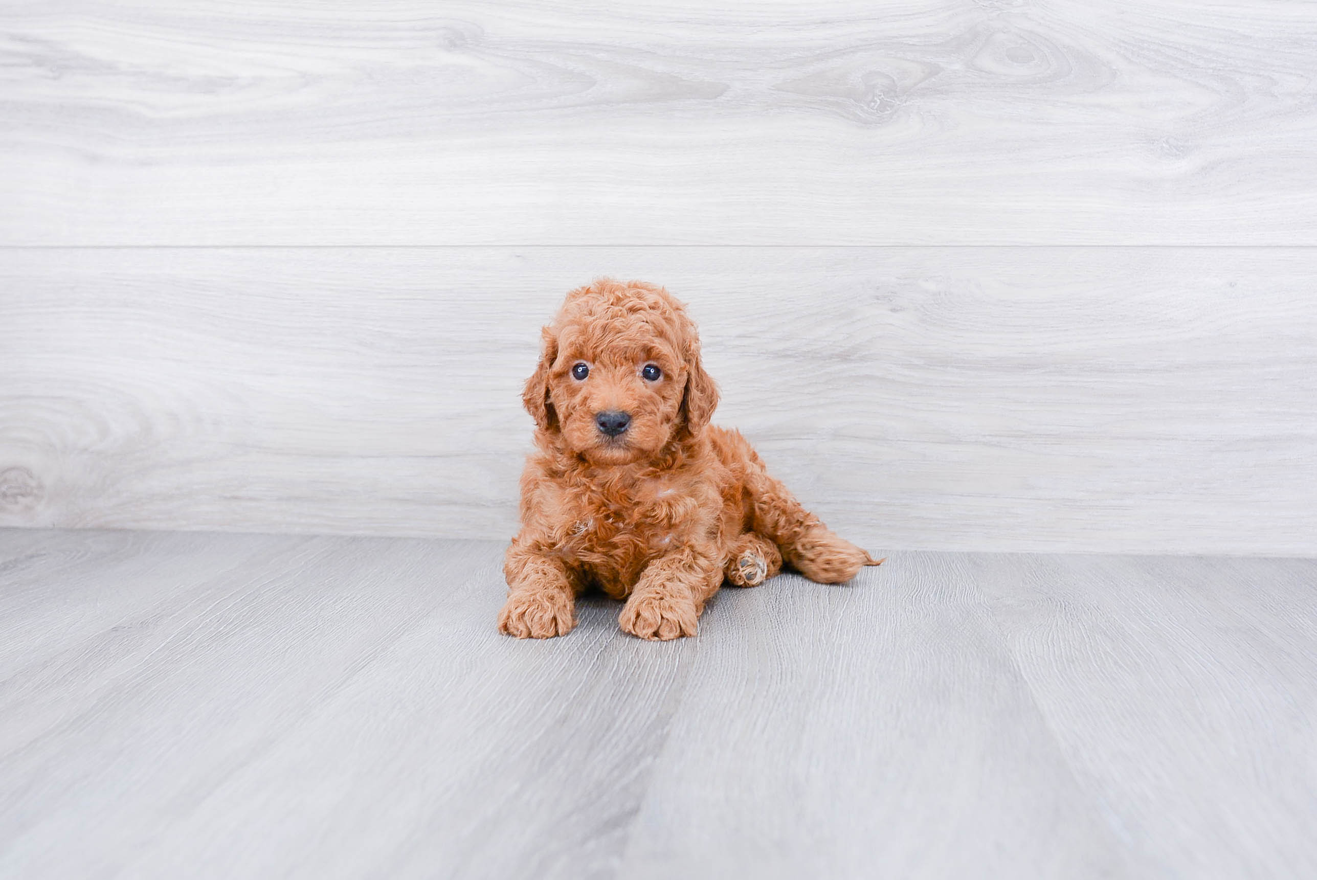 f1b toy goldendoodle
