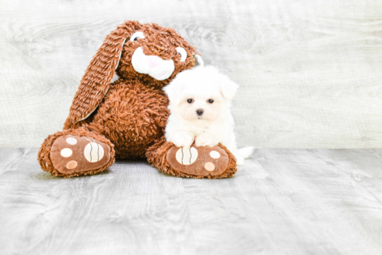 Akc Registered Maltese Baby