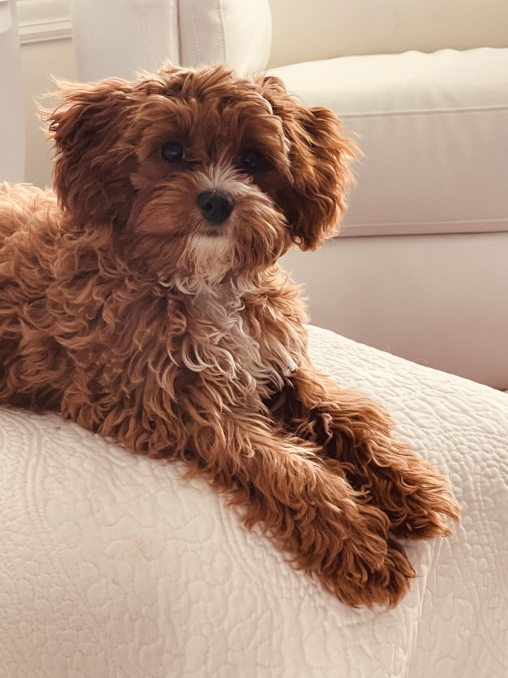 Mini Cavapoo with wavy hair