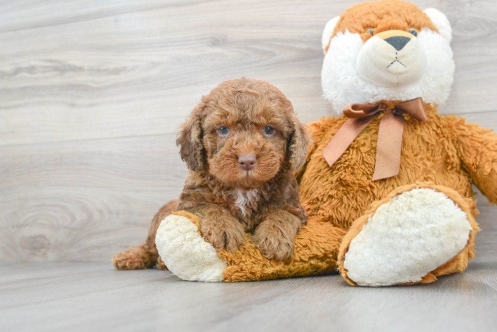 chocolate mini bernedoodle puppy next to a plush teddy bear - red mini bernedoodle 