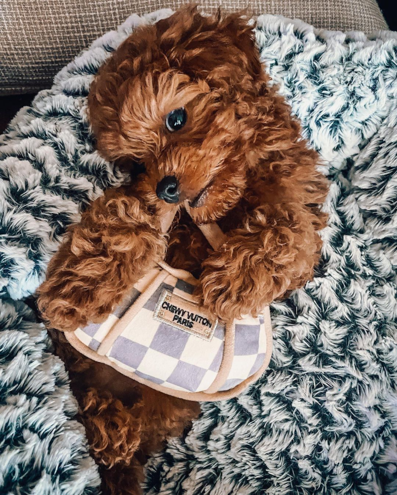 brown cavapoo low shedding