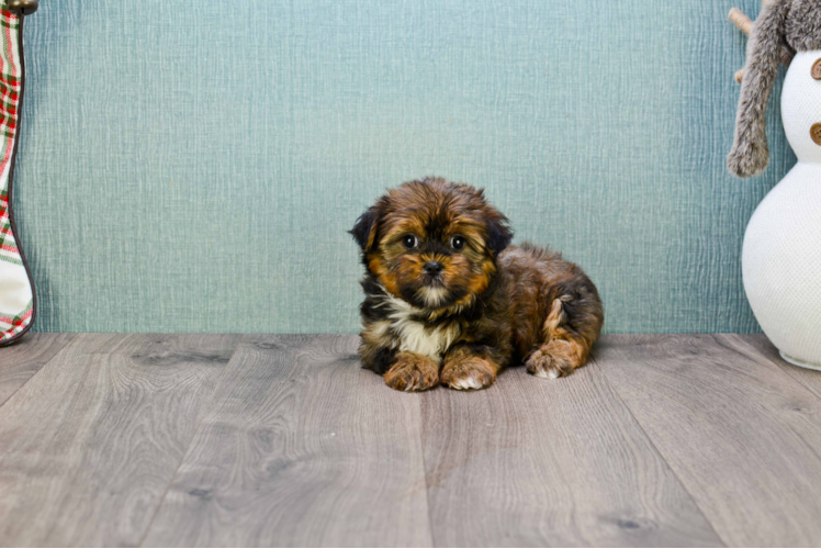 Shorkie Puppy for Adoption