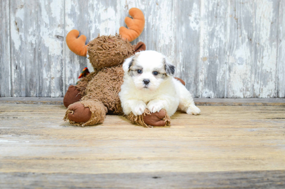 8 week old teddy bear puppies