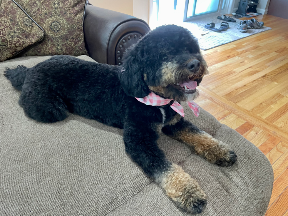 mini bernedoodle with curly coat - which mini bernedoodle generations are low shedding