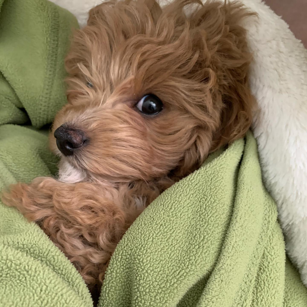 adorable cavapoo in a green blanket