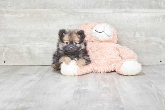 Pomeranian Puppy for Adoption