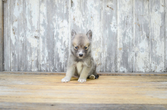 Popular Pomsky Designer Pup