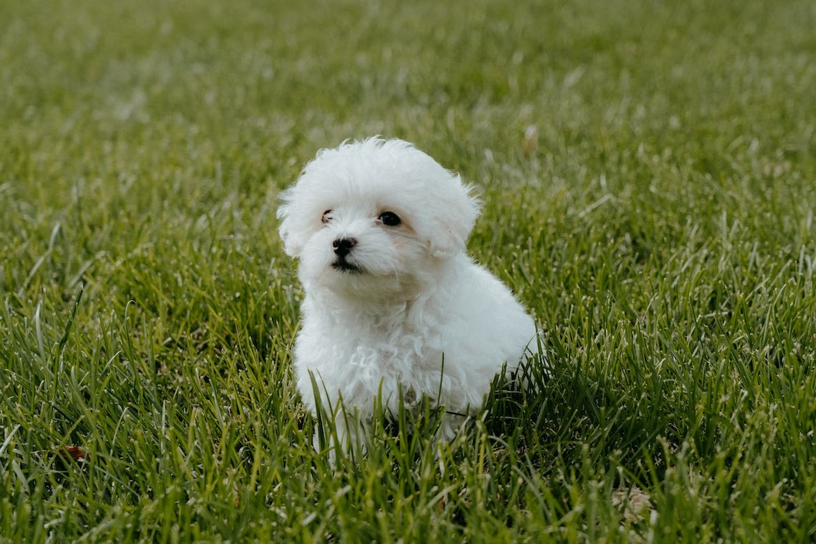 Fluffy and playful Bichon Frise gentle around toddlers