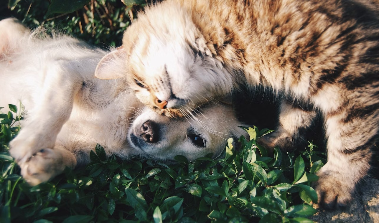 cute small puppy and cat playfully showing affection