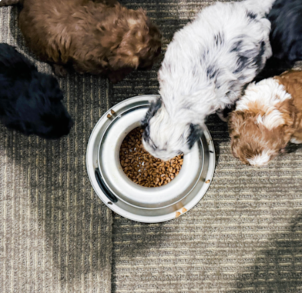 five young premier puppies eating kibble from one bowl