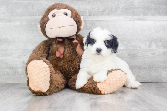 Small Mini Bernedoodle Baby