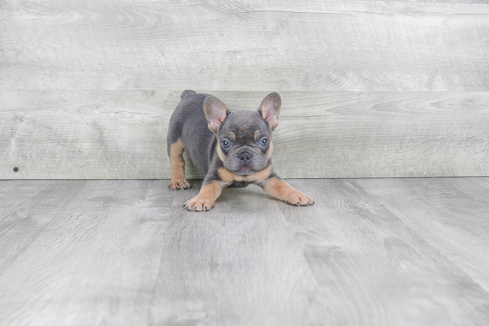 Energetic Frenchie Purebred Puppy