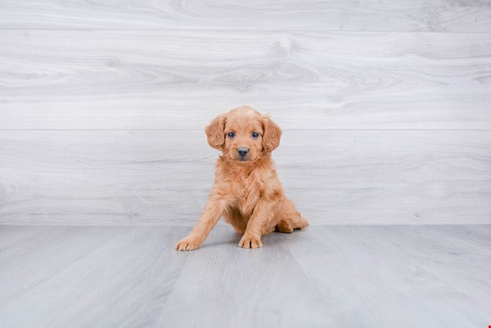 Meet Gigi - our Mini Goldendoodle Puppy Photo 2/2 - Premier Pups