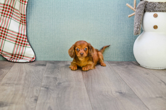 Cute Dachshund Purebred Puppy