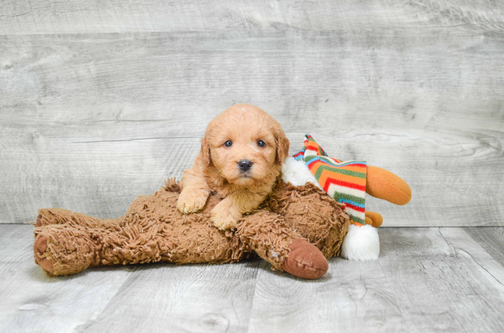 Mini Goldendoodle Puppy for Adoption