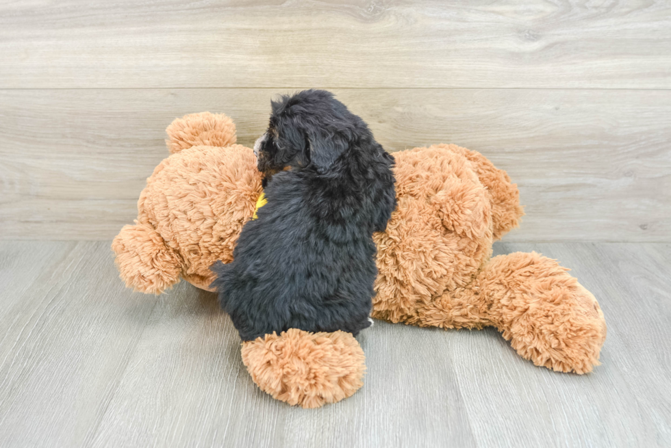 black mini bernedoodle puppy on a teddy bear with it's back exposed 