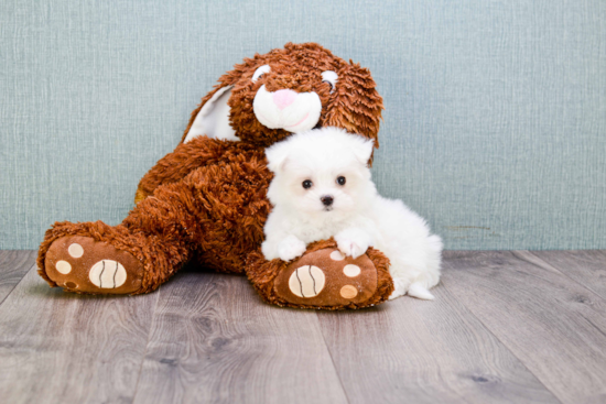 Maltese Pup Being Cute